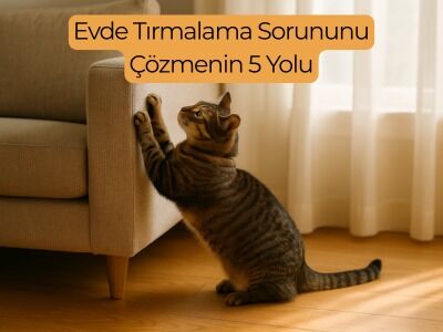 Kediniz Neden Tırmalıyor? Evde Tırmalama Sorununu Çözmenin 5 Yolu